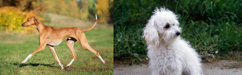 Bolognese vs Azawakh - Breed Comparison