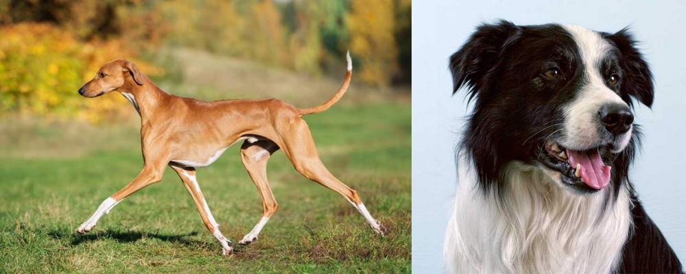 Border Collie vs Azawakh - Breed Comparison