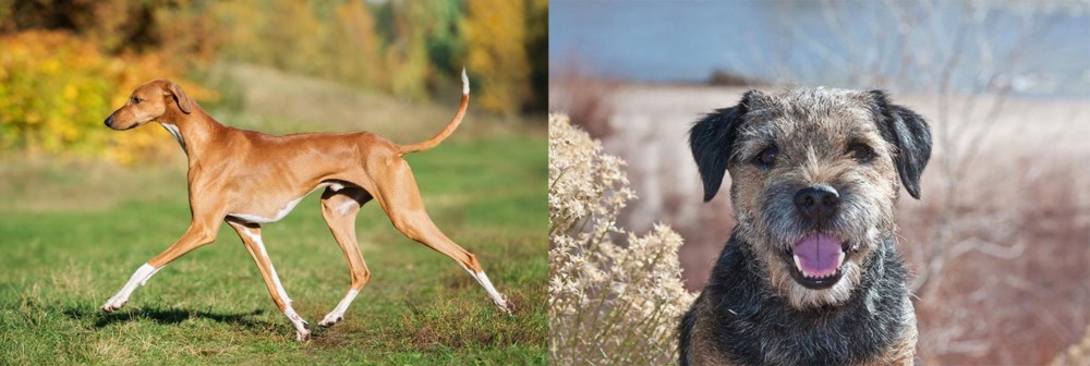 Border Terrier vs Azawakh - Breed Comparison