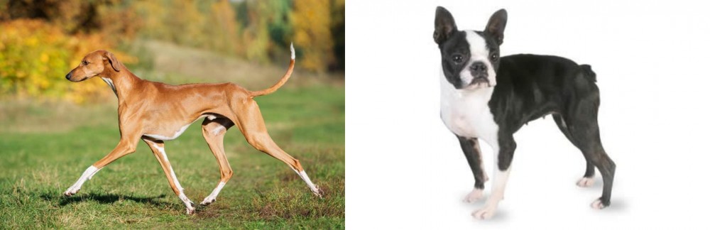 Boston Terrier vs Azawakh - Breed Comparison