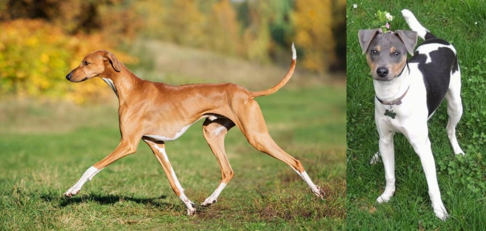 Brazilian Terrier vs Azawakh - Breed Comparison