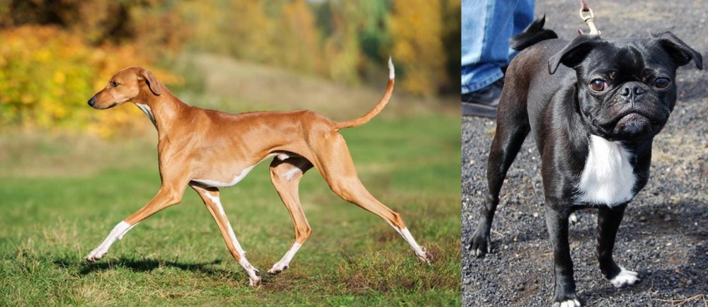 Bugg vs Azawakh - Breed Comparison