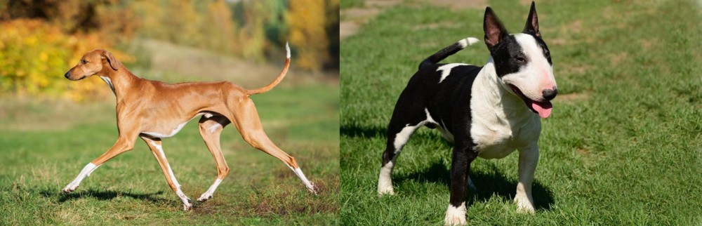 Bull Terrier Miniature vs Azawakh - Breed Comparison