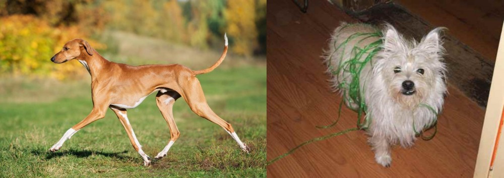 Cairland Terrier vs Azawakh - Breed Comparison