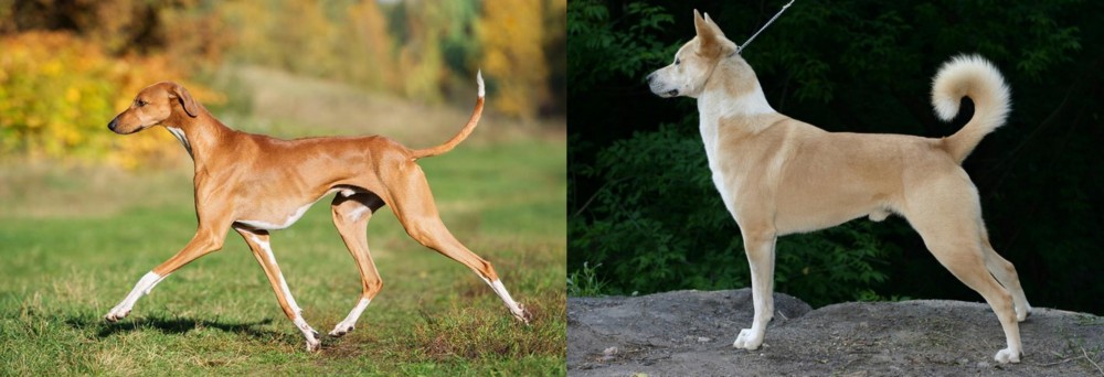 Canaan Dog vs Azawakh - Breed Comparison