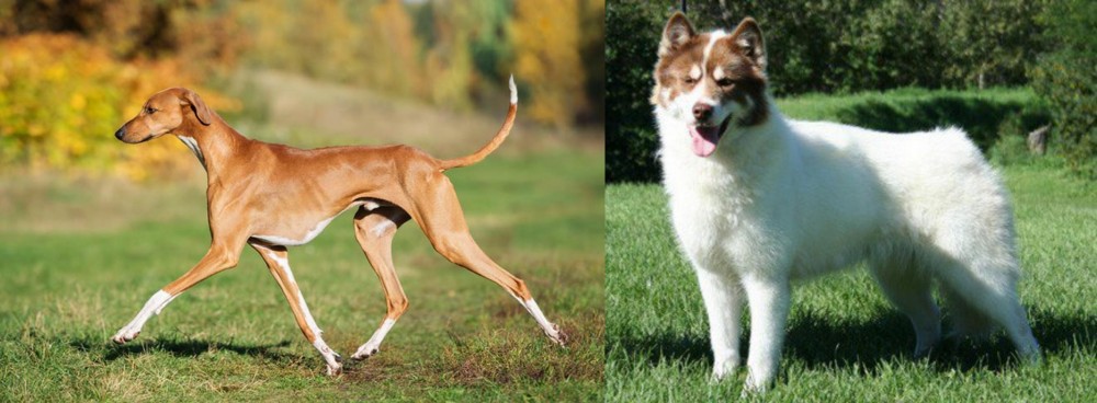 Canadian Eskimo Dog vs Azawakh - Breed Comparison