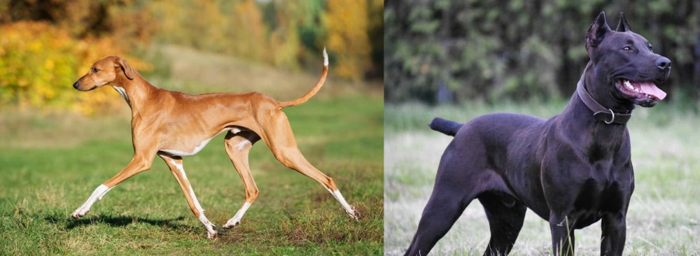 Canis Panther vs Azawakh - Breed Comparison