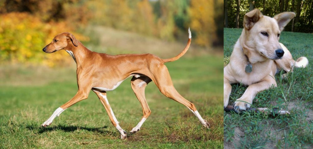 Carolina Dog vs Azawakh - Breed Comparison
