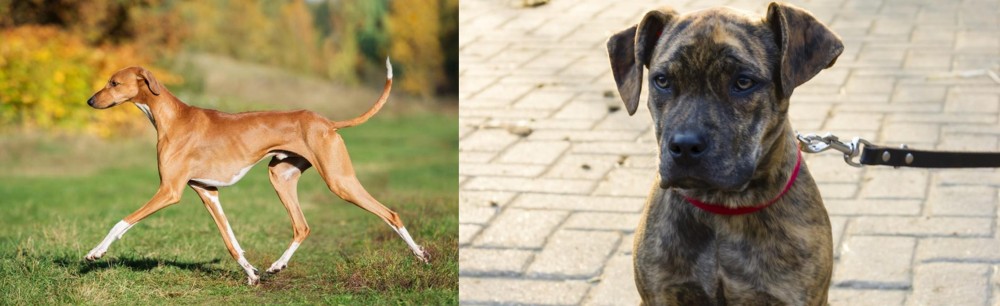 Catahoula Bulldog vs Azawakh - Breed Comparison