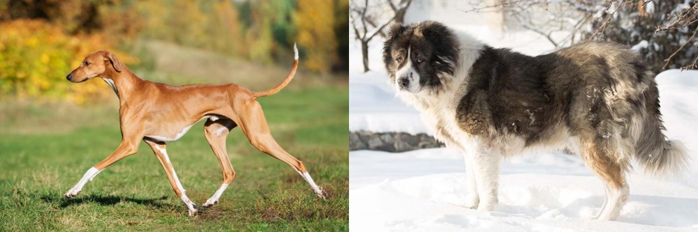 Caucasian Shepherd vs Azawakh - Breed Comparison