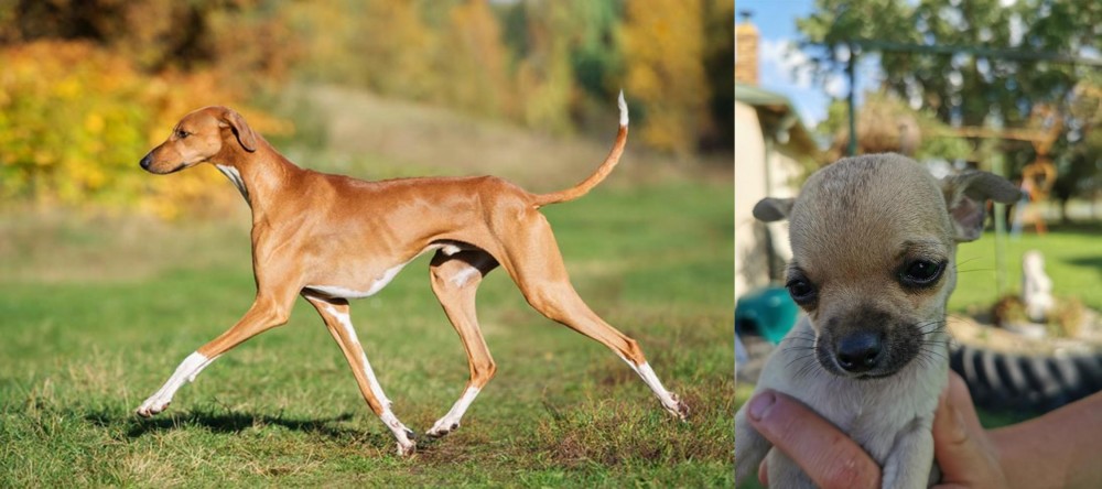 Chihuahua vs Azawakh - Breed Comparison
