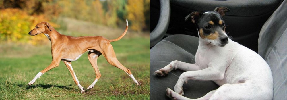 Chilean Fox Terrier vs Azawakh - Breed Comparison