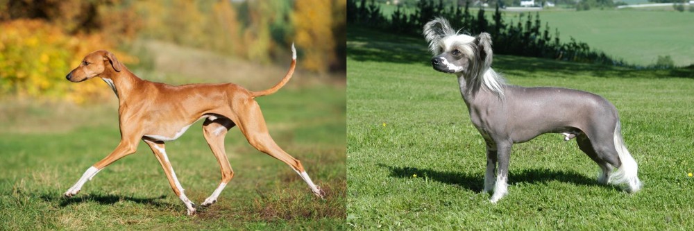 Chinese Crested Dog vs Azawakh - Breed Comparison