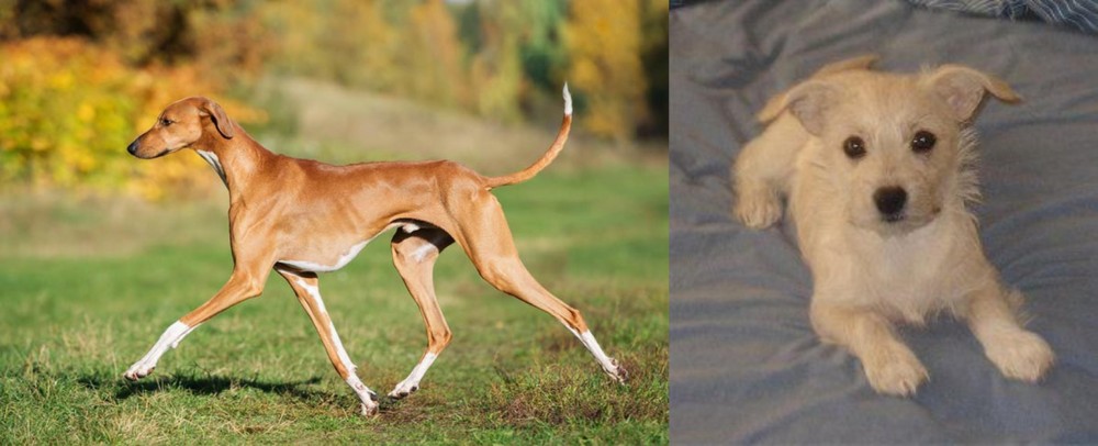 Chipoo vs Azawakh - Breed Comparison