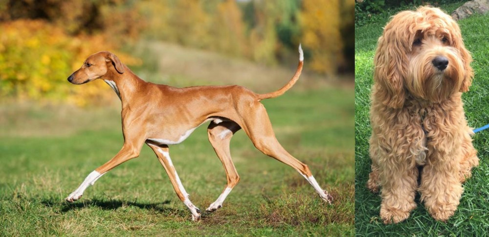 Cockapoo vs Azawakh - Breed Comparison