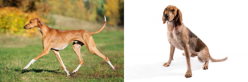 Coonhound vs Azawakh - Breed Comparison