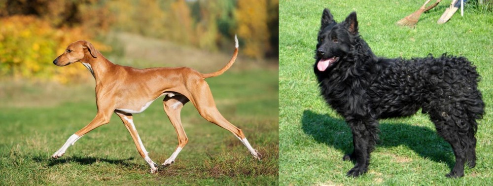 Croatian Sheepdog vs Azawakh - Breed Comparison