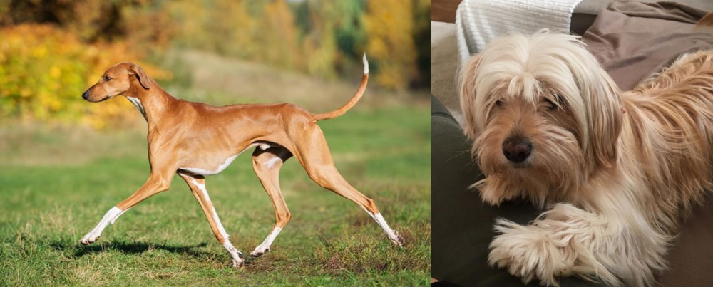 Cyprus Poodle vs Azawakh - Breed Comparison