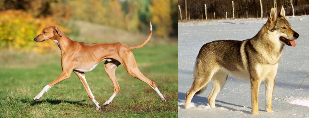 Czechoslovakian Wolfdog vs Azawakh - Breed Comparison