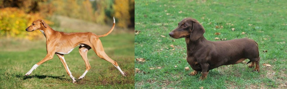 Dachshund vs Azawakh - Breed Comparison