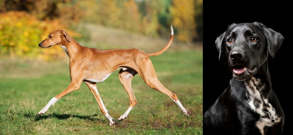 Dalmador vs Azawakh - Breed Comparison