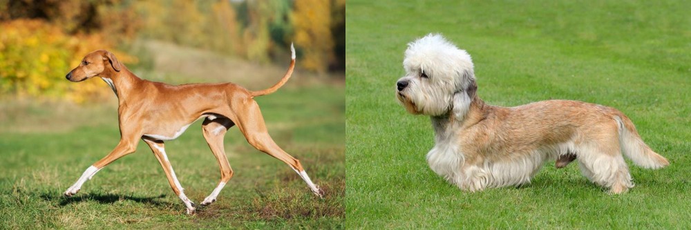 Dandie Dinmont Terrier vs Azawakh - Breed Comparison