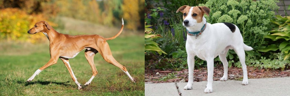 Danish Swedish Farmdog vs Azawakh - Breed Comparison