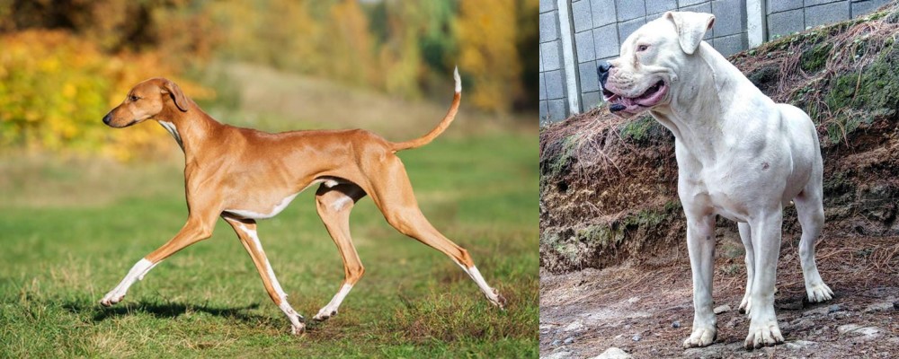 Dogo Guatemalteco vs Azawakh - Breed Comparison
