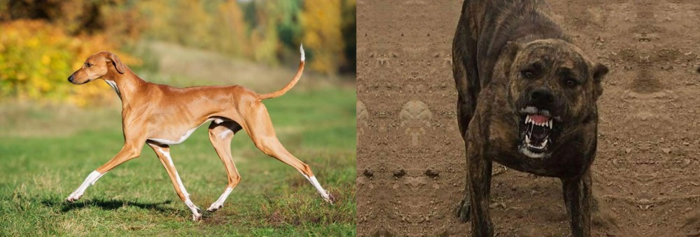 Dogo Sardesco vs Azawakh - Breed Comparison