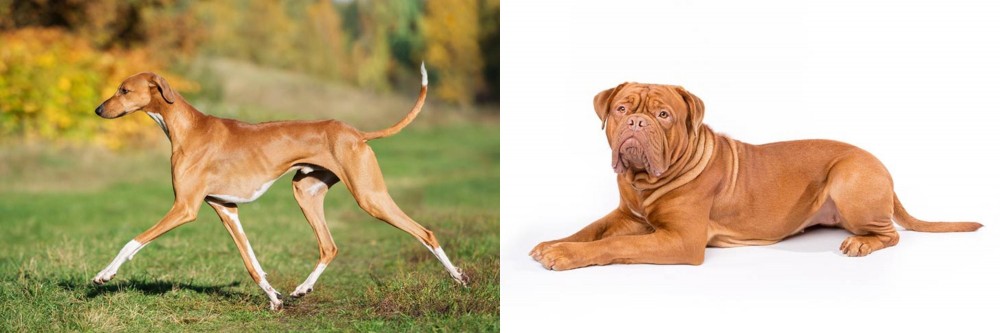 Dogue De Bordeaux vs Azawakh - Breed Comparison