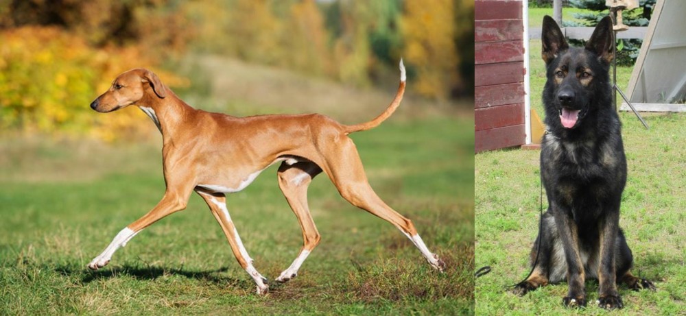 East German Shepherd vs Azawakh - Breed Comparison