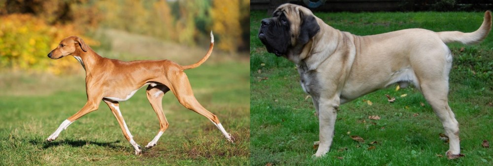 English Mastiff vs Azawakh - Breed Comparison