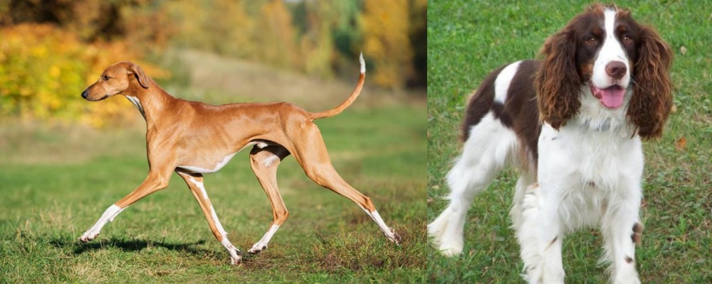 English Springer Spaniel vs Azawakh - Breed Comparison
