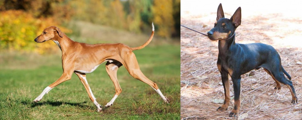 English Toy Terrier (Black & Tan) vs Azawakh - Breed Comparison