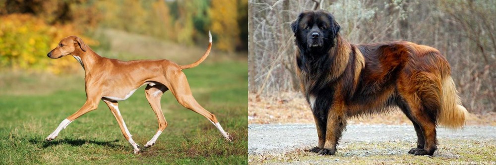Estrela Mountain Dog vs Azawakh - Breed Comparison