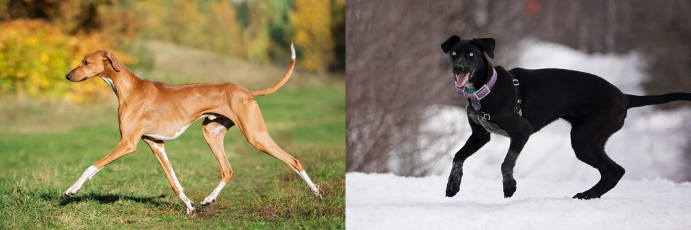 Eurohound vs Azawakh - Breed Comparison