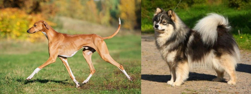 Finnish Lapphund vs Azawakh - Breed Comparison
