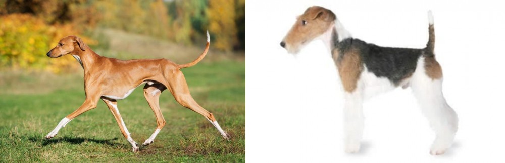 Fox Terrier vs Azawakh - Breed Comparison