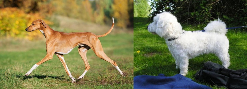 Franzuskaya Bolonka vs Azawakh - Breed Comparison