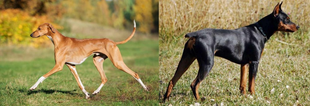 German Pinscher vs Azawakh - Breed Comparison