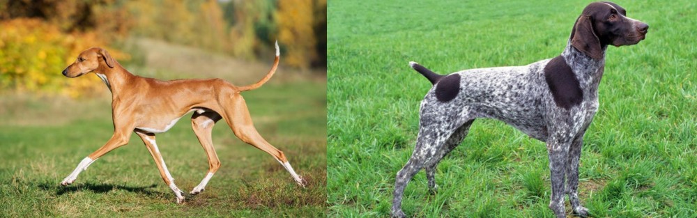 German Shorthaired Pointer vs Azawakh - Breed Comparison