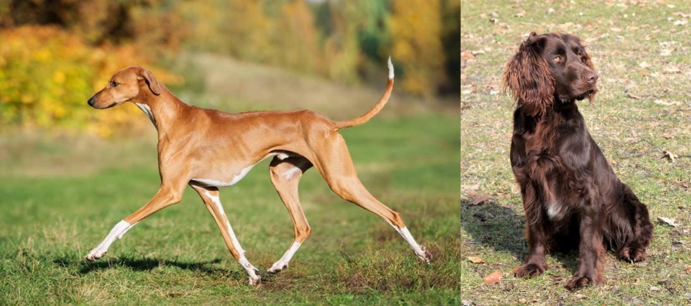 German Spaniel vs Azawakh - Breed Comparison