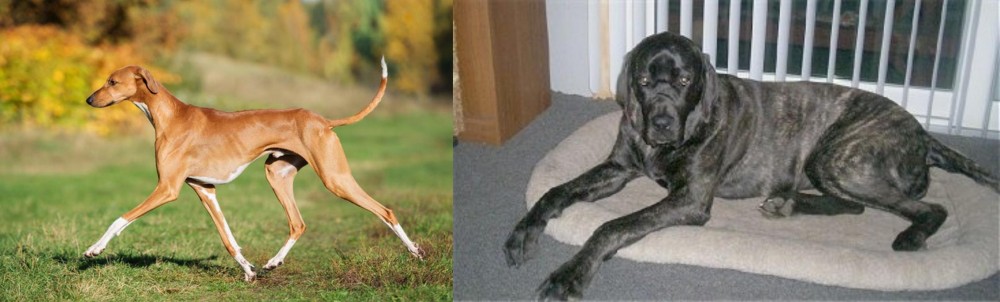 Giant Maso Mastiff vs Azawakh - Breed Comparison