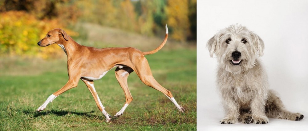 Glen of Imaal Terrier vs Azawakh - Breed Comparison