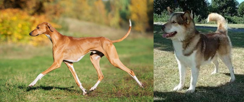 Greenland Dog vs Azawakh - Breed Comparison