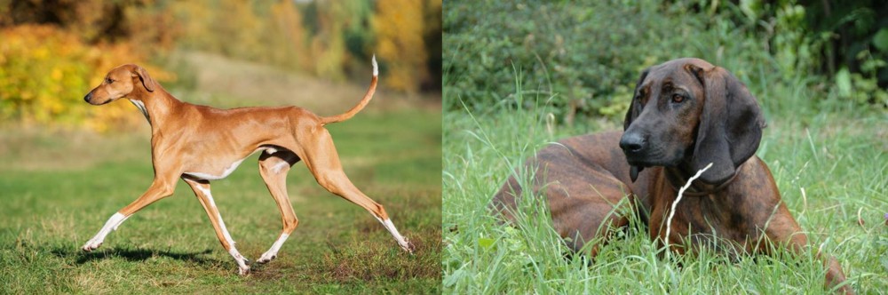 Hanover Hound vs Azawakh - Breed Comparison