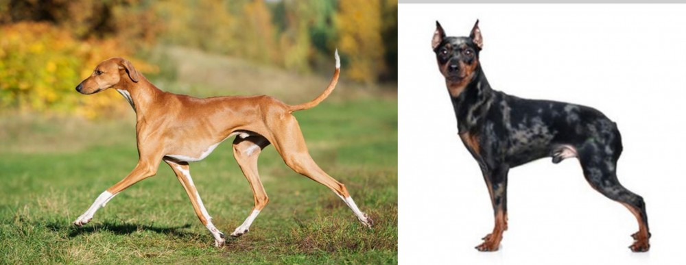 Harlequin Pinscher vs Azawakh - Breed Comparison