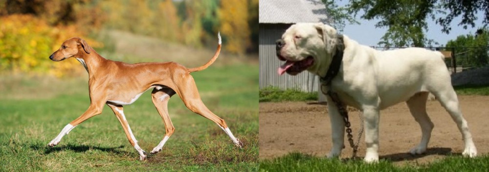 Hermes Bulldogge vs Azawakh - Breed Comparison