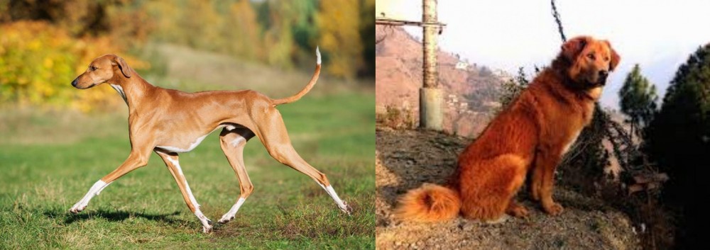 Himalayan Sheepdog vs Azawakh - Breed Comparison