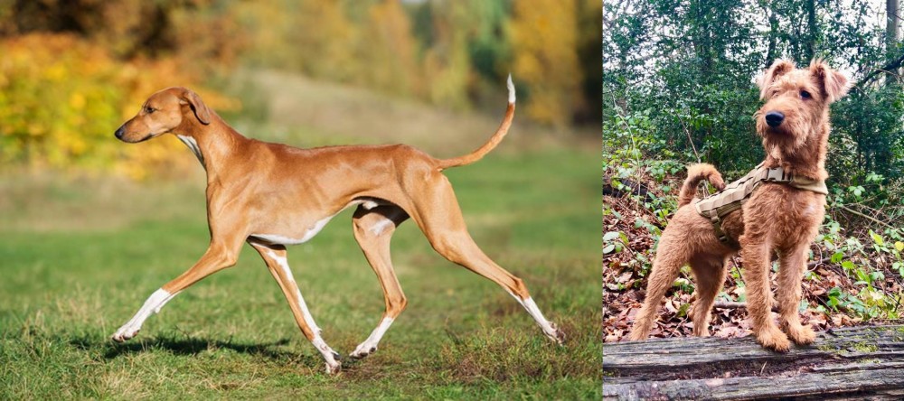 Irish Terrier vs Azawakh - Breed Comparison